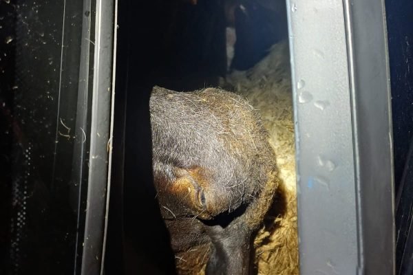 WhatsApp Image 2026-03-03 at 09.25.52